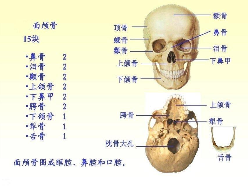 颧骨在哪里图解图片