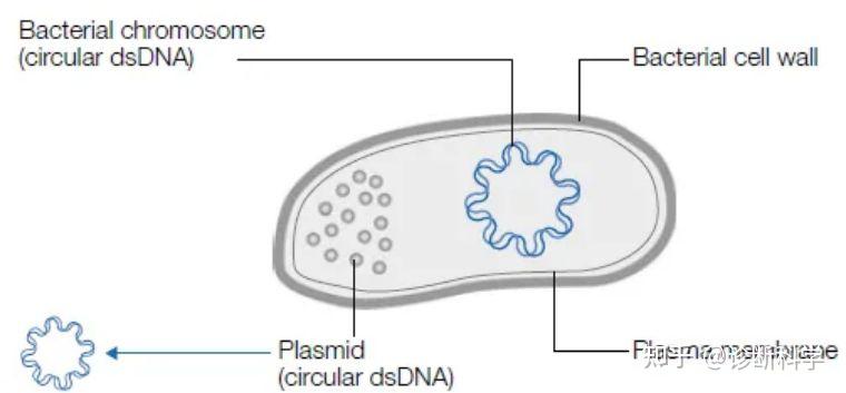 诊断技术细菌古细菌和病毒的dna