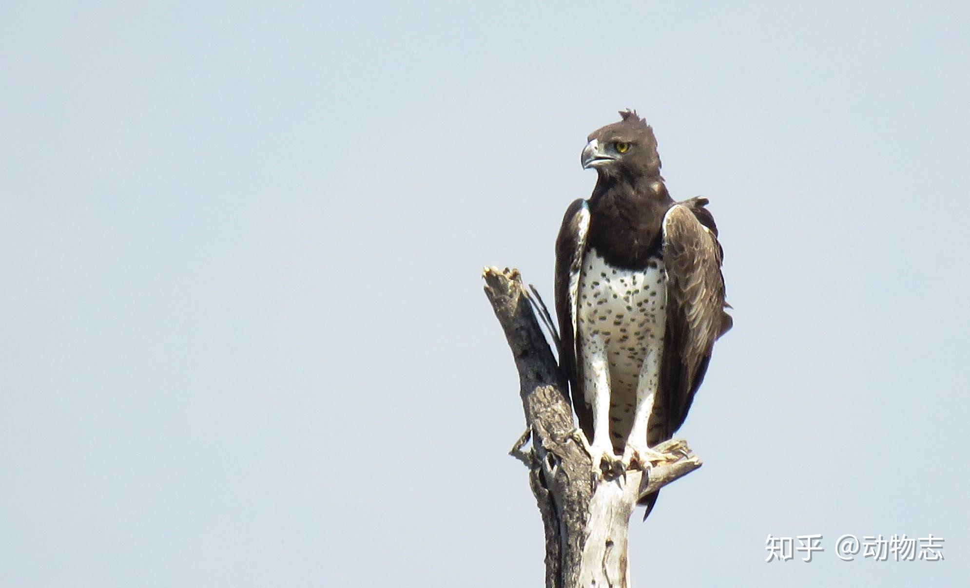 非洲最猛的雕可捕食幼狮却惨遭平头哥掏窝