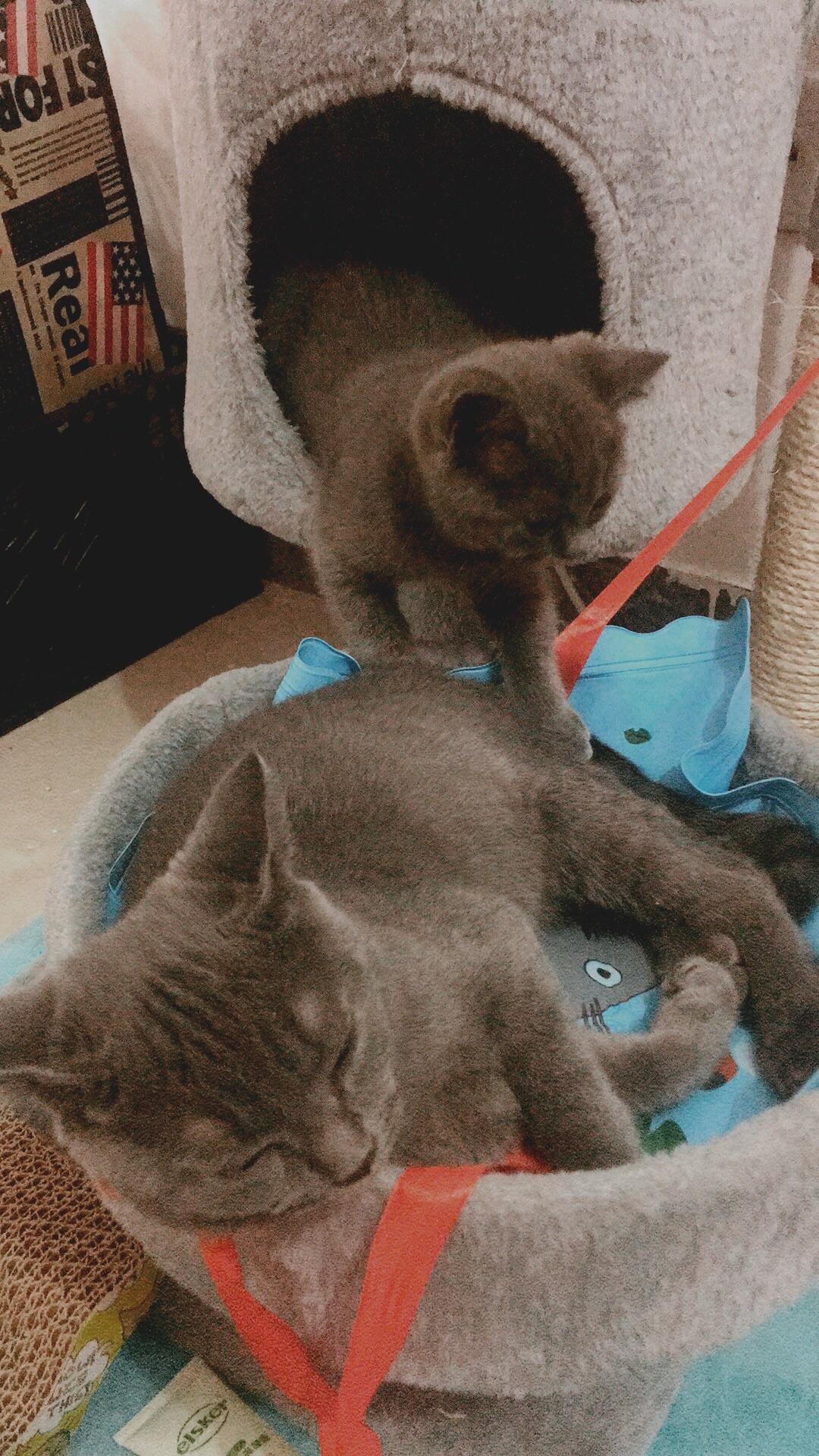 母猫发情后到公猫家里不让公猫配,一只次它,打