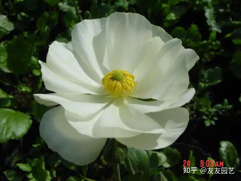 花毛茛单瓣花虽只有几片宽大的花瓣排成一轮,但更多了几分原种的野性.