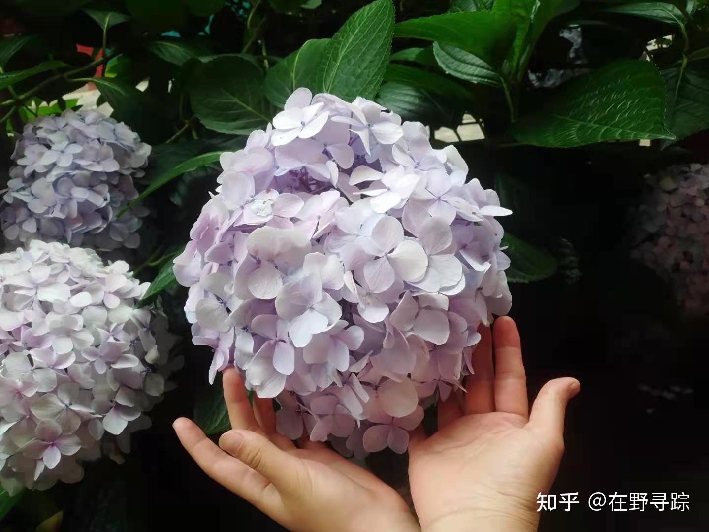 绣球花为什么叫招鬼花(家里为什么不能养绣球花)