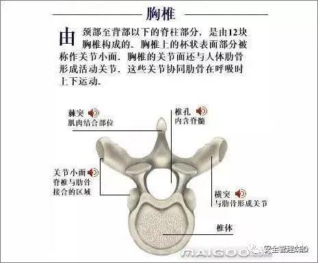 人体骨骼结构图 - 知乎