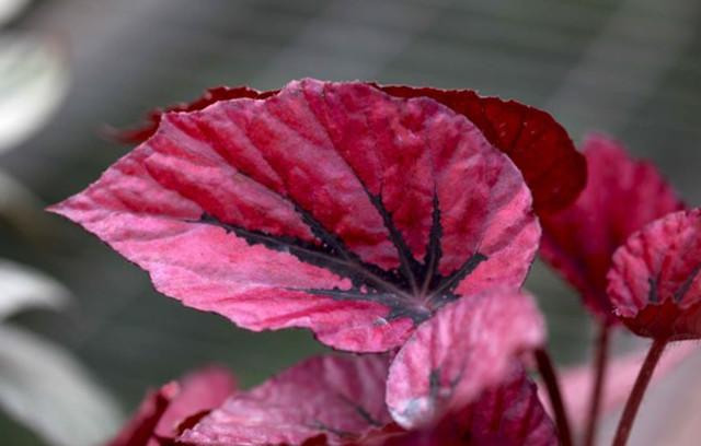 风靡国外的 观叶海棠 原来这么美 知乎