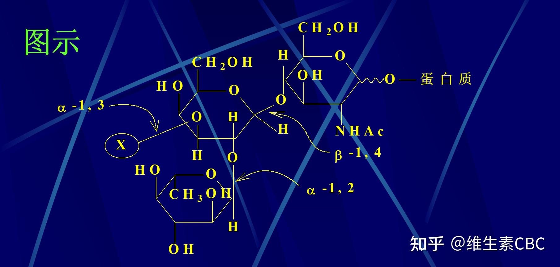 α1β4糖苷鍵是哪種生物分子連接的化學鍵