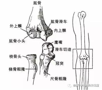 人体最大的关节图片