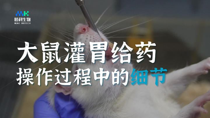 睦科生物实操视频+图文 | 实验大、小鼠灌胃给药过程和操作细节 - 知乎