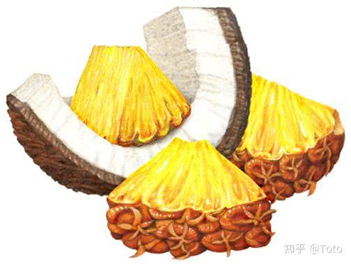 春季菠萝你知道它的来历吗菠萝记一