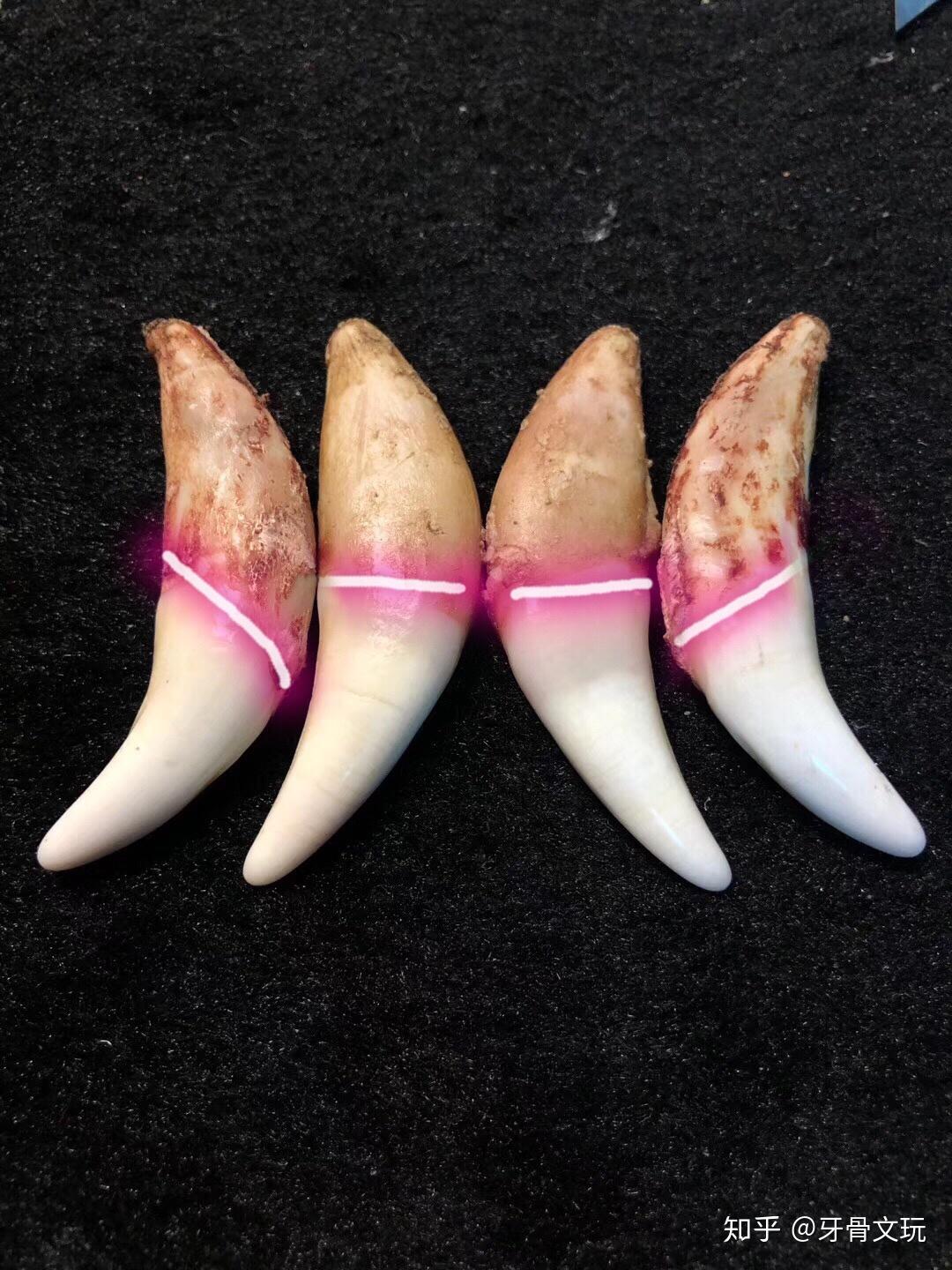 如何鉴定狼牙真假