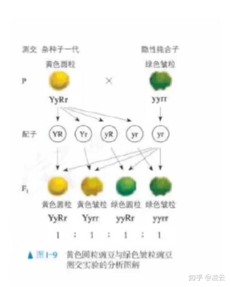 dd和dd杂交遗传图图片