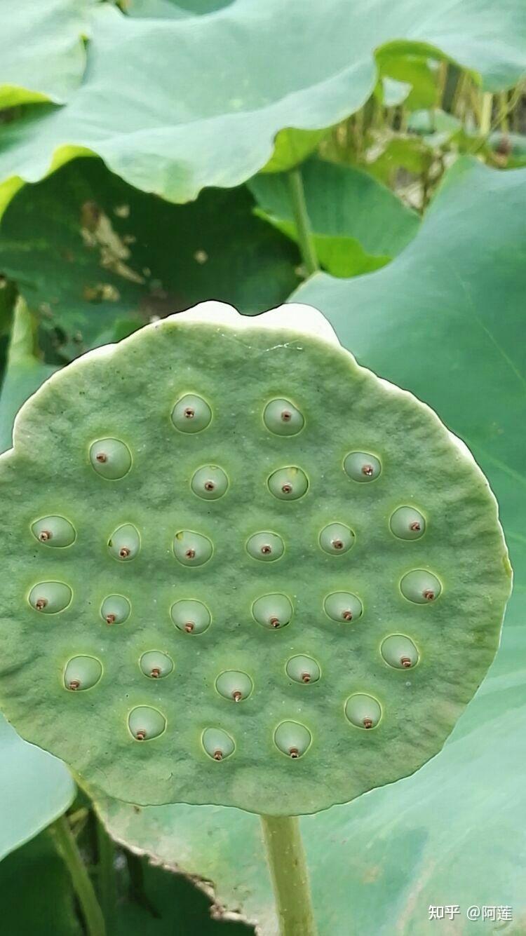 莲商会水果莲子功效多