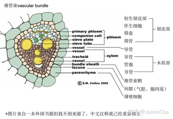 显微观察 - 单子叶植物茎横切 - 知乎