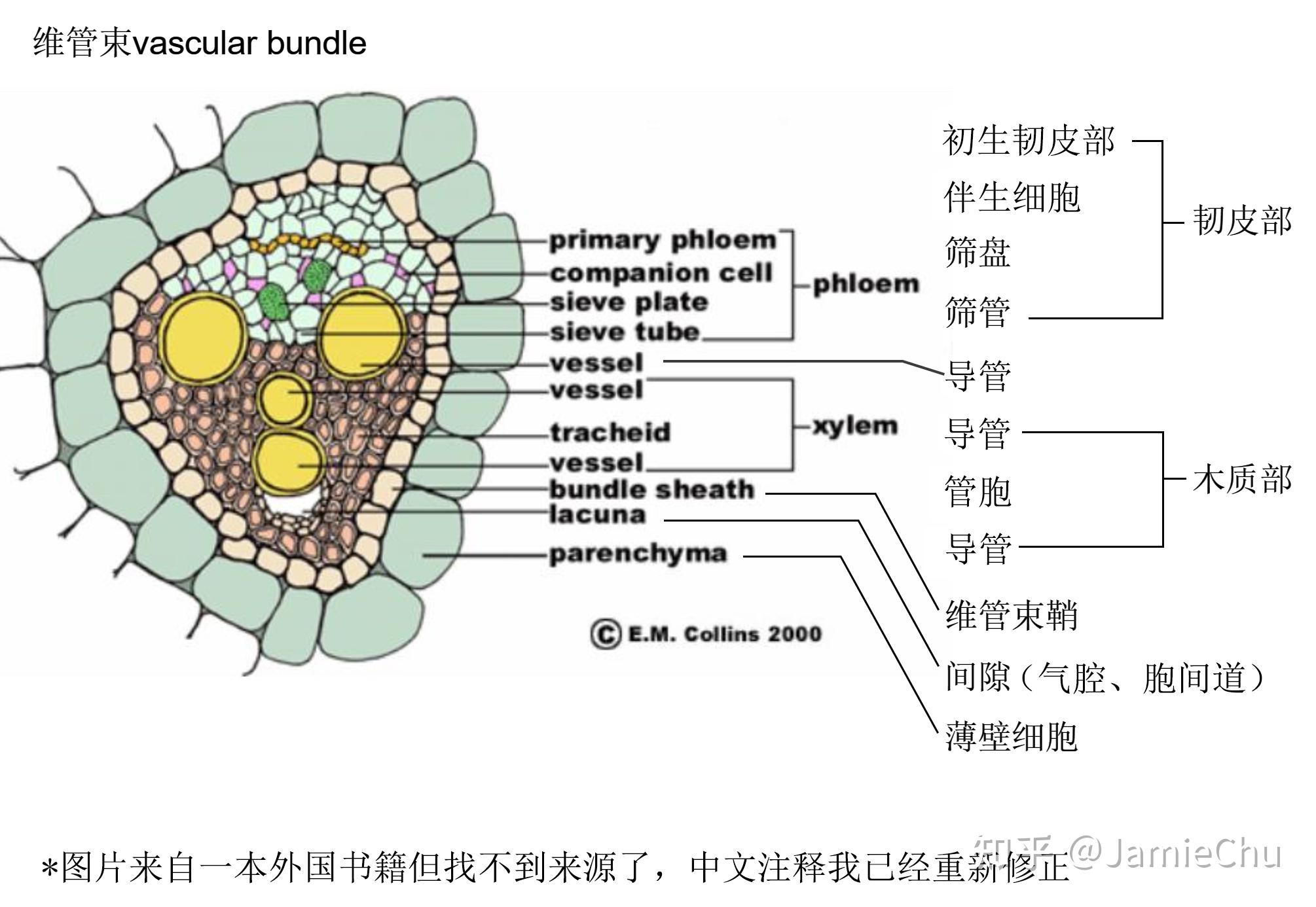 数学茎叶图秒懂百科图片