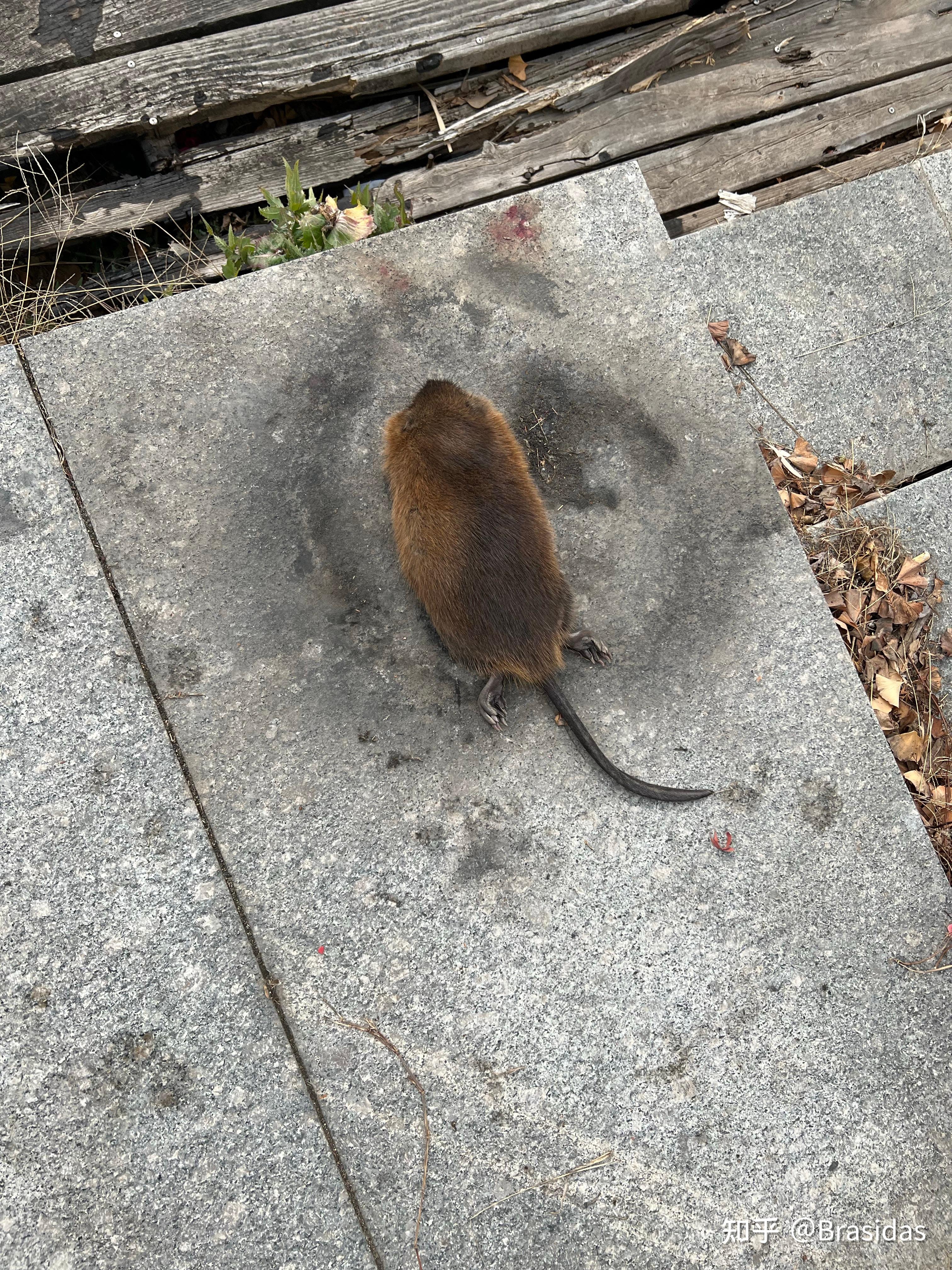 安庆动物园被曝有9斤重大老鼠官方称是变异的老鼠怎么回事变异老鼠