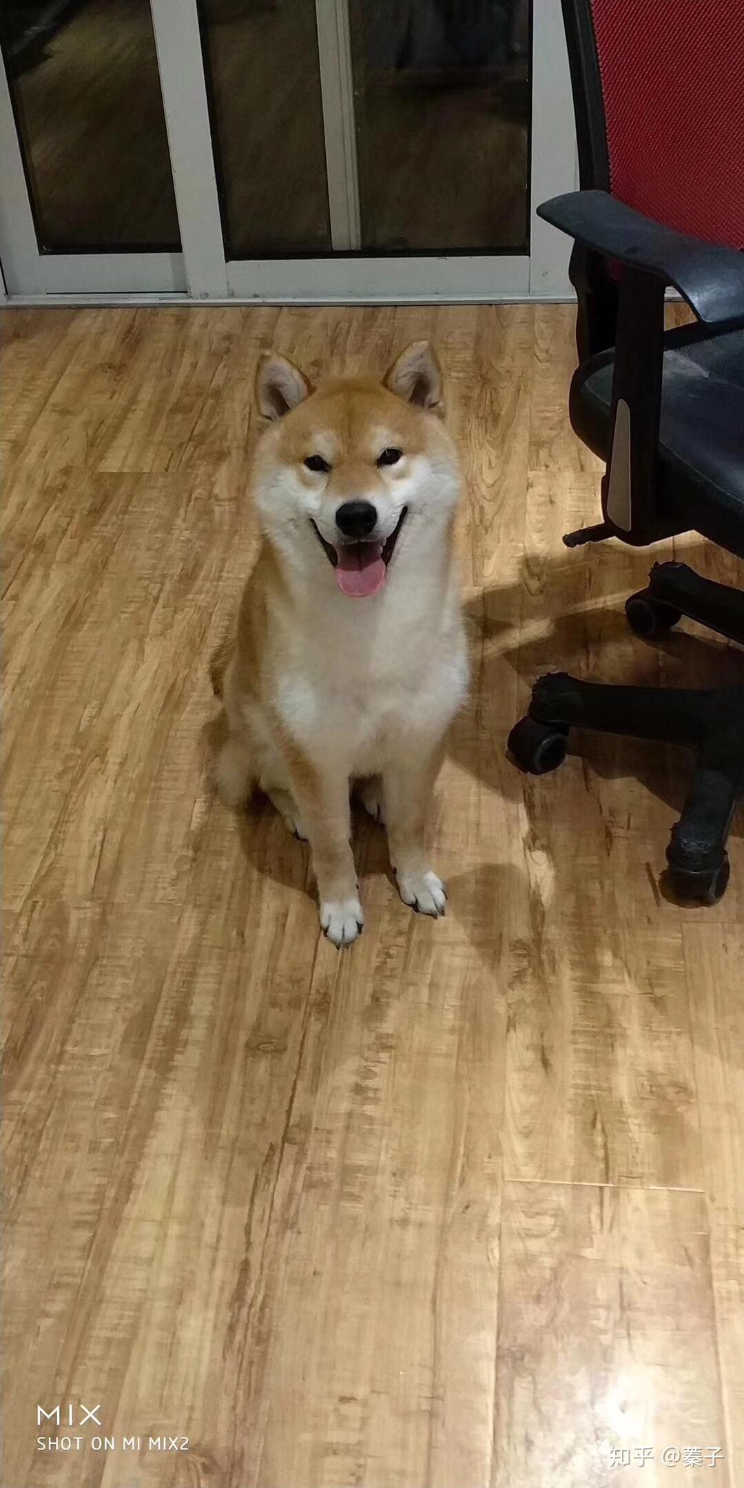 论柴犬的成长过程和尴尬期