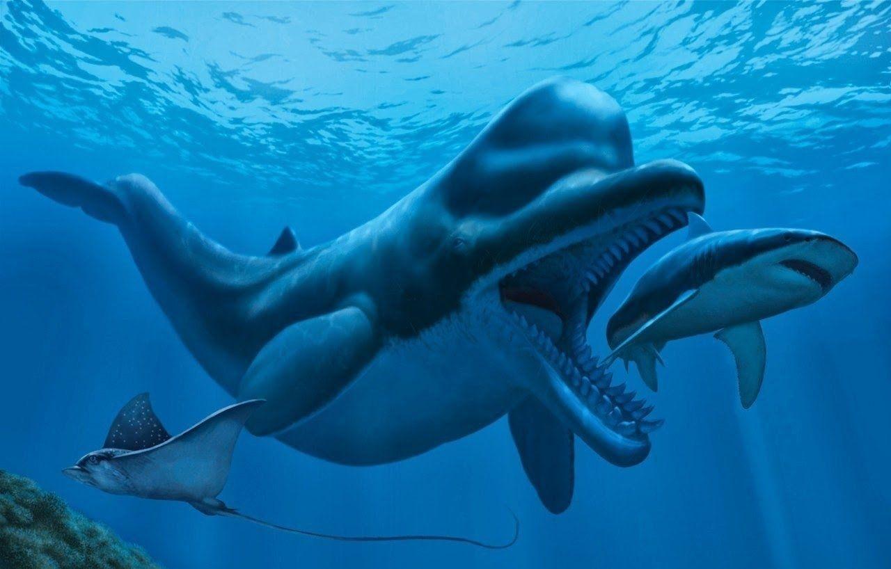 抹香鲸是不是齿鲸那一类? - 知乎