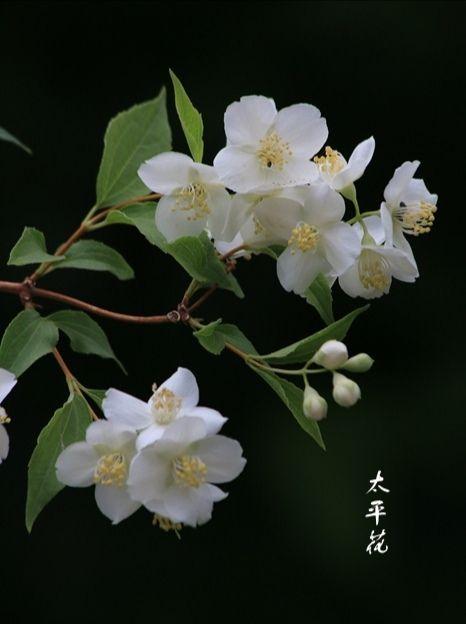 那些美得惊艳时光的古代花名(四) - 知乎