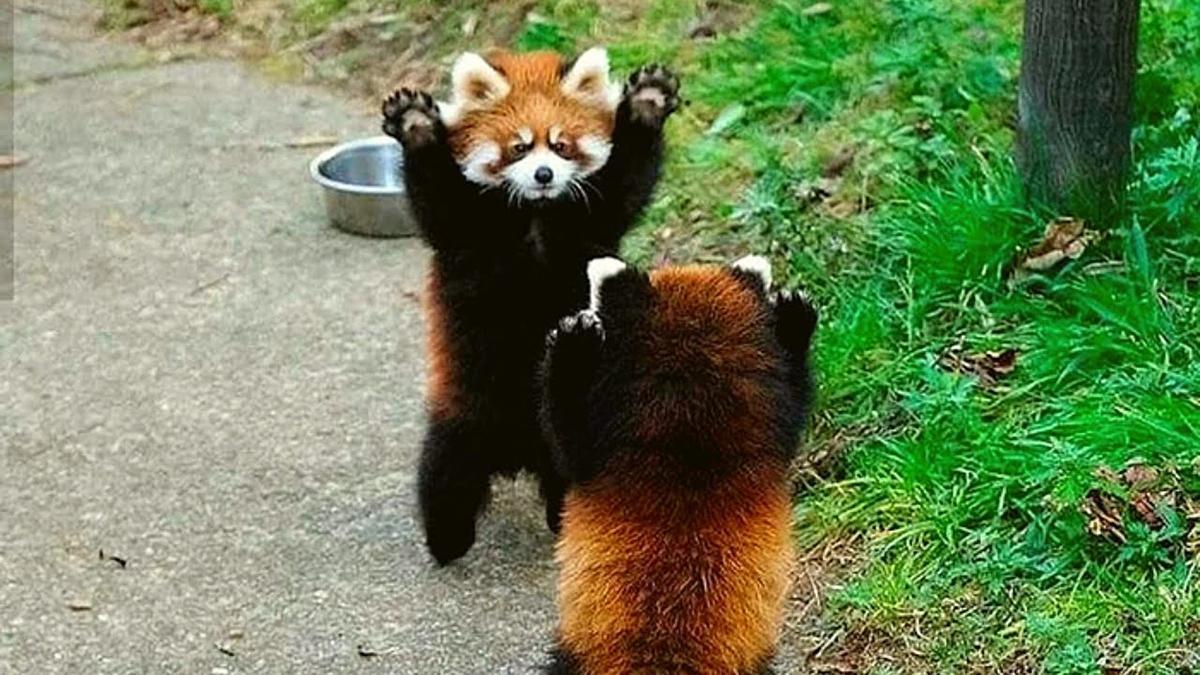 四川峨眉发现小熊猫,全身红褐色,被吓后会站起来举双手投降