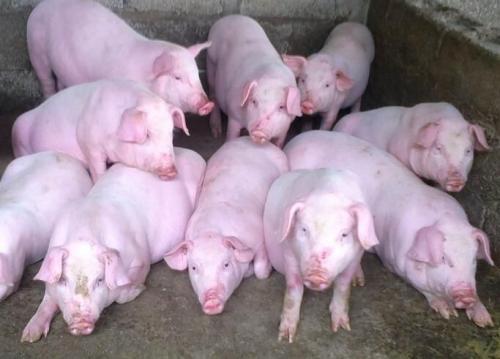 仔猪断奶时将母猪转走会发生什么