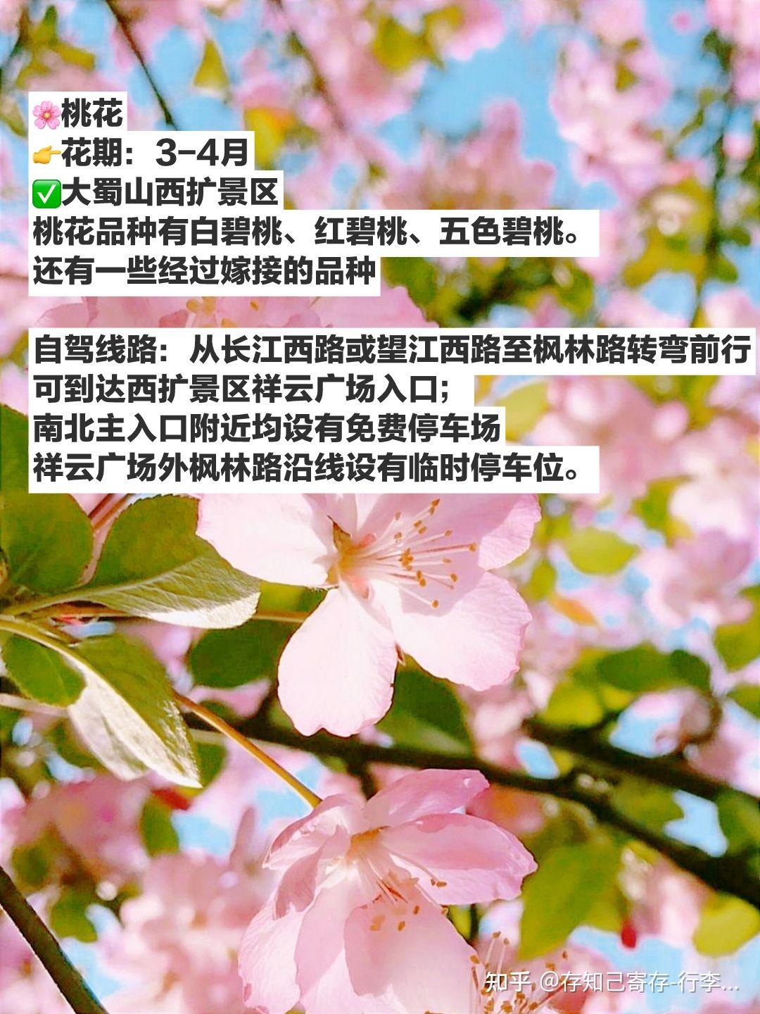 合肥赏花的景点介绍图片