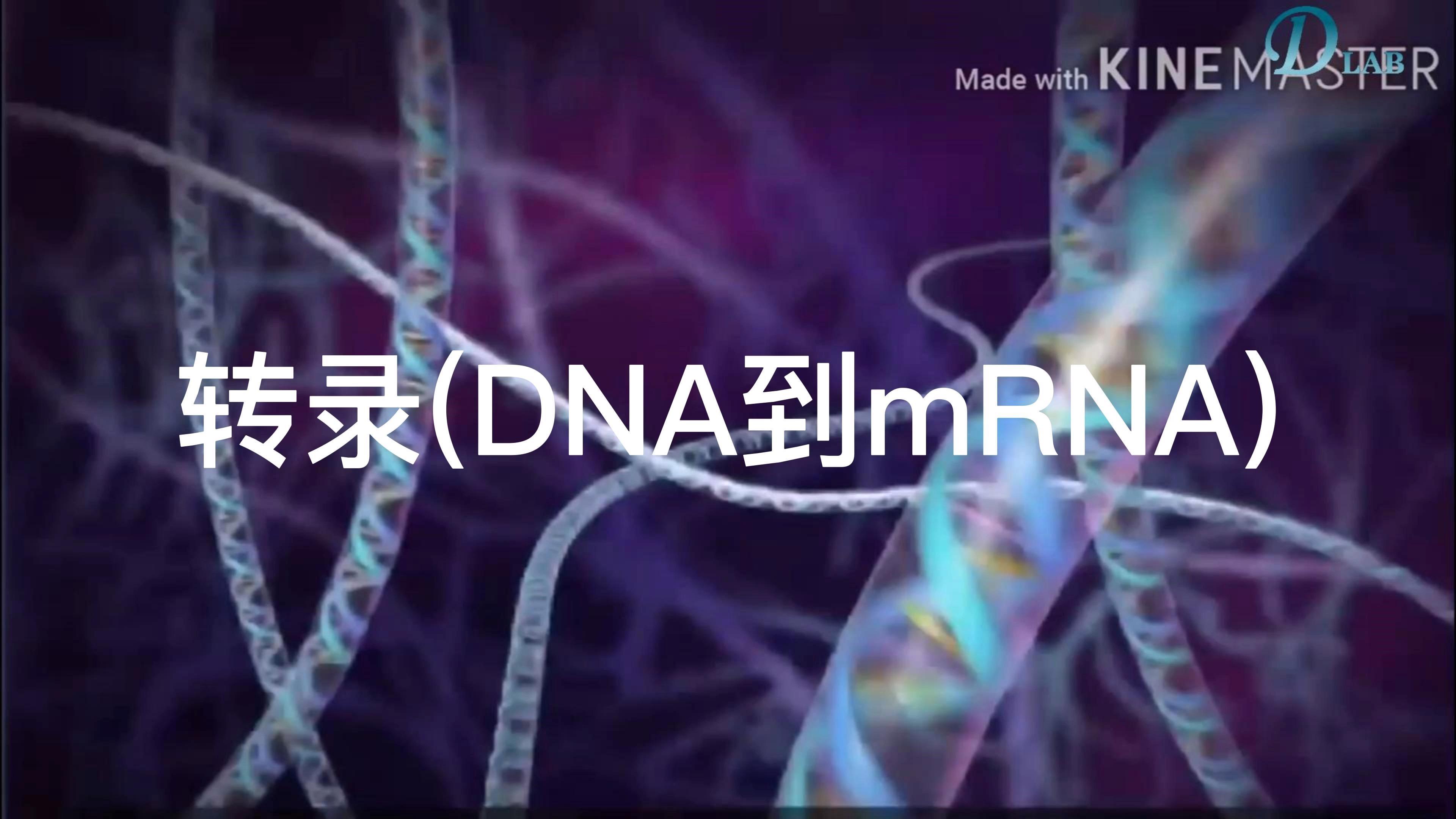 3D动画:DNA到mRNA的转录和翻译 - 知乎