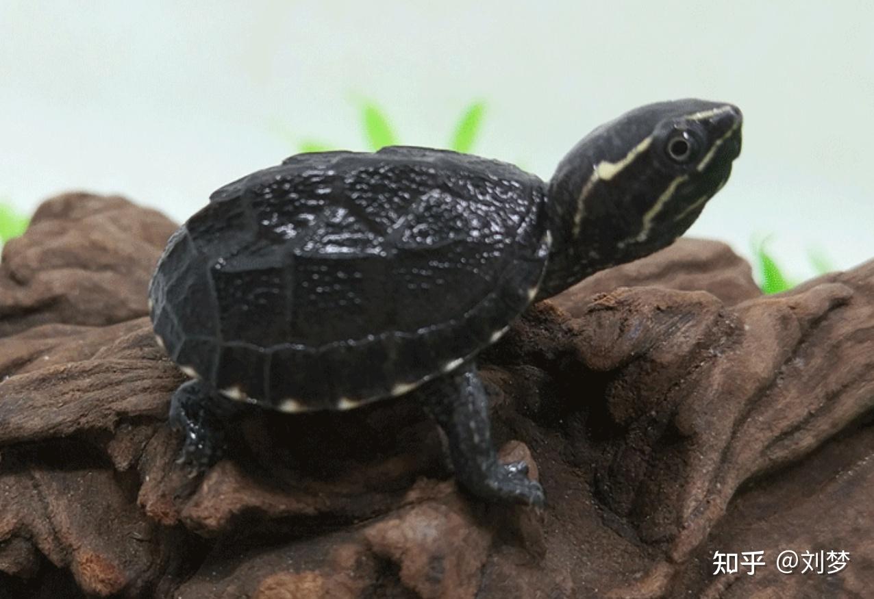 有哪些好养的深水龟?