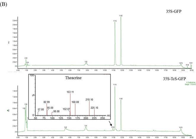 發現tcs轉基因植物吸收1,3,7-三甲基尿酸後,可產生苦茶鹼,而對照組不