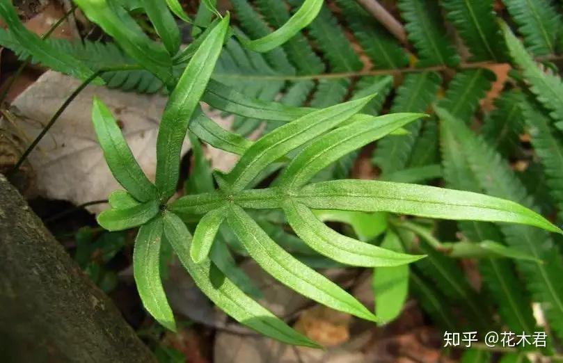 蕨类植物|凤尾蕨的鉴赏与栽培养护 - 知乎
