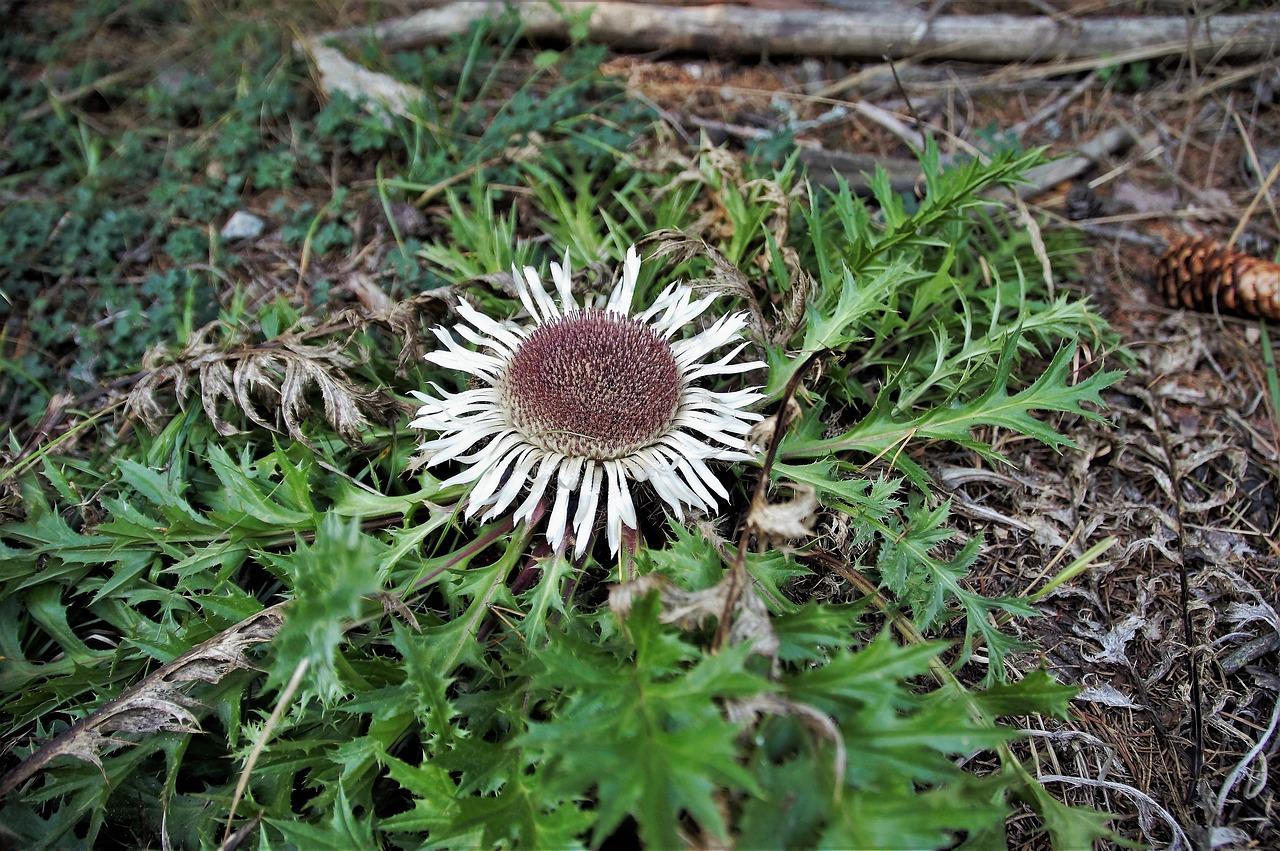 1. 榔榆促粗技巧