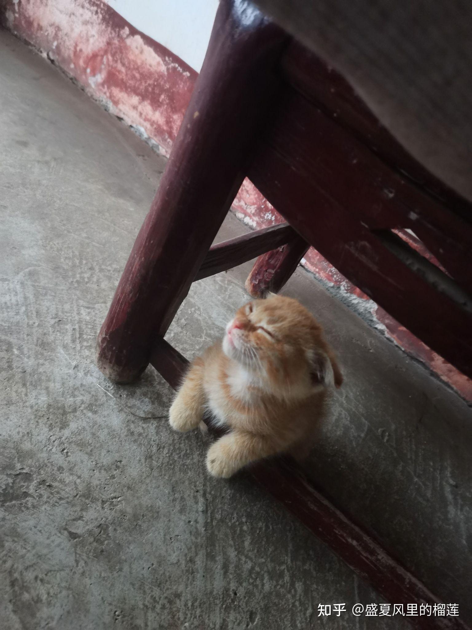 可以放一张猫猫睡懒觉的照片吗