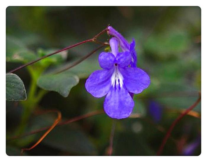 5月24日的生辰花 海豚花 知乎