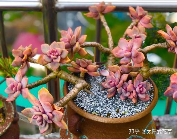 多肉怎么养护与浇水视频 v2-2d99a67f8e24c4aa3f7c87d9b5c3e744_r.jpg