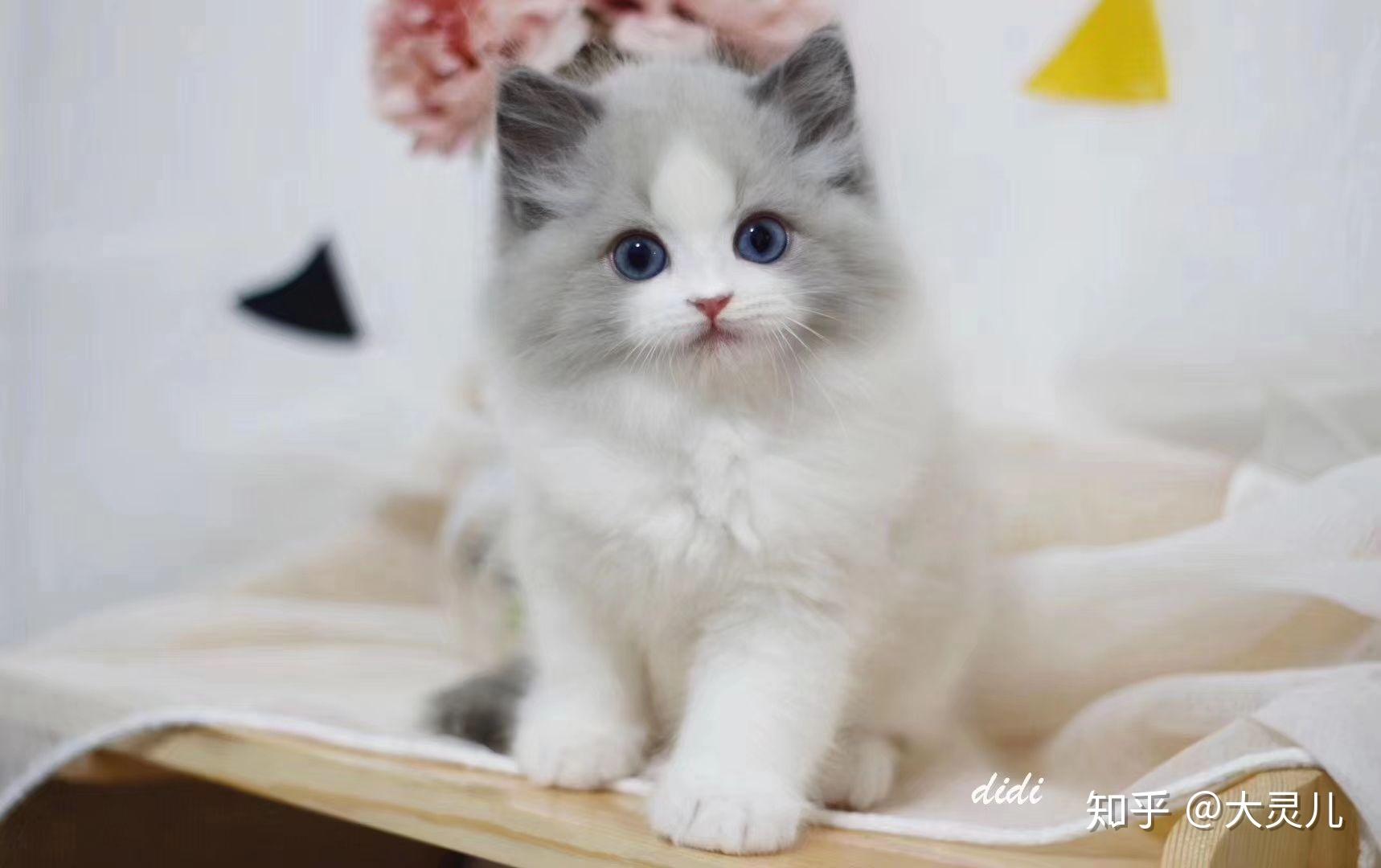 有哪些名贵的猫品种? - 知乎