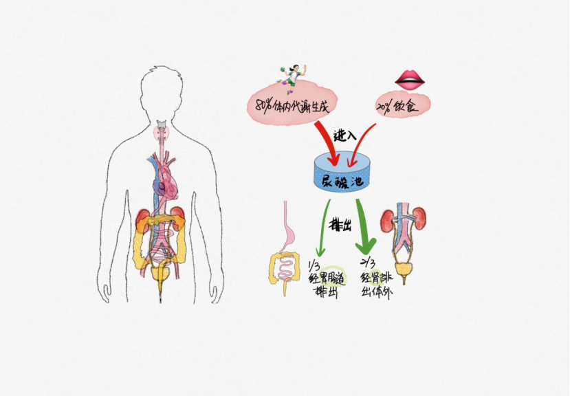 尿酸的来源与排泄,插画作者:陈舟医生