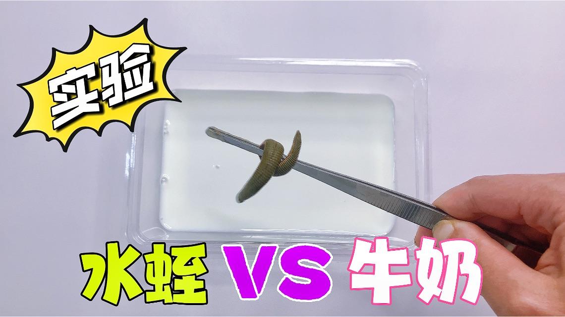 怎样快速有效的杀死一只蚂蝗? - 知乎