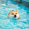 易子文