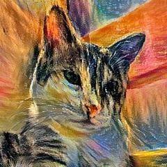 speculatecat
