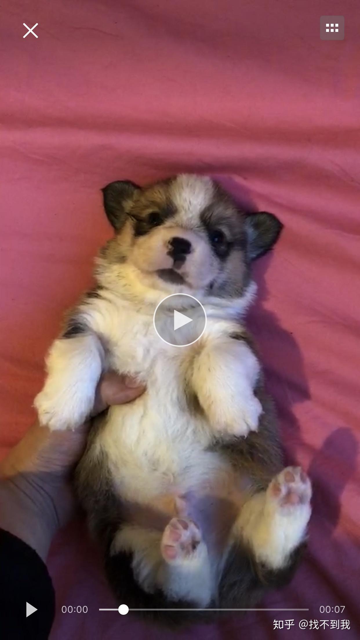 我家柯基宝宝一个多月脸花色有点阴阳脸换毛后会好点吗