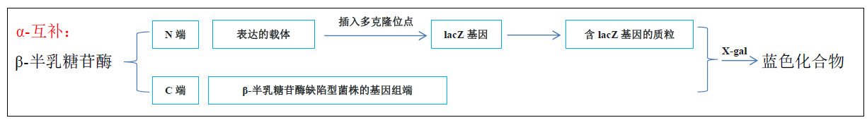 《微生物基础技术》蓝白斑筛选的原理是什么? - 知乎