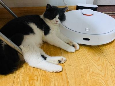 家里养猫100平方左右户型用什么扫地机清理毛发效果最好呢