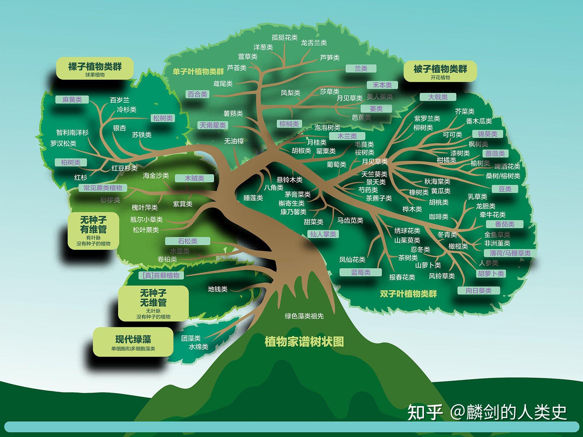 【地球生物全系列——植物篇】植物界概述(四)