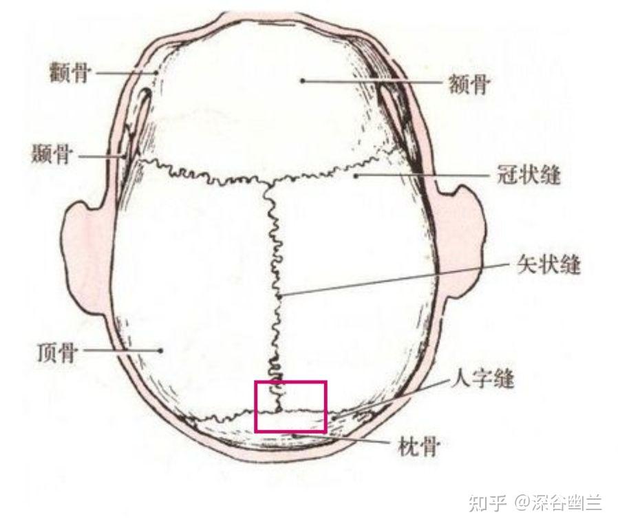 11,顶结节:顶骨外面中央最突出处,此处为大脑外侧裂后端,外伤时易伤及