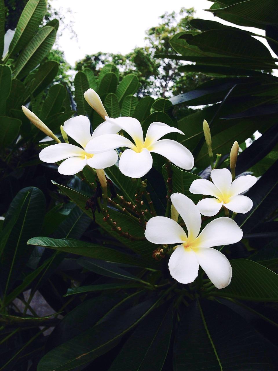 3. 南酸枣抛光方法