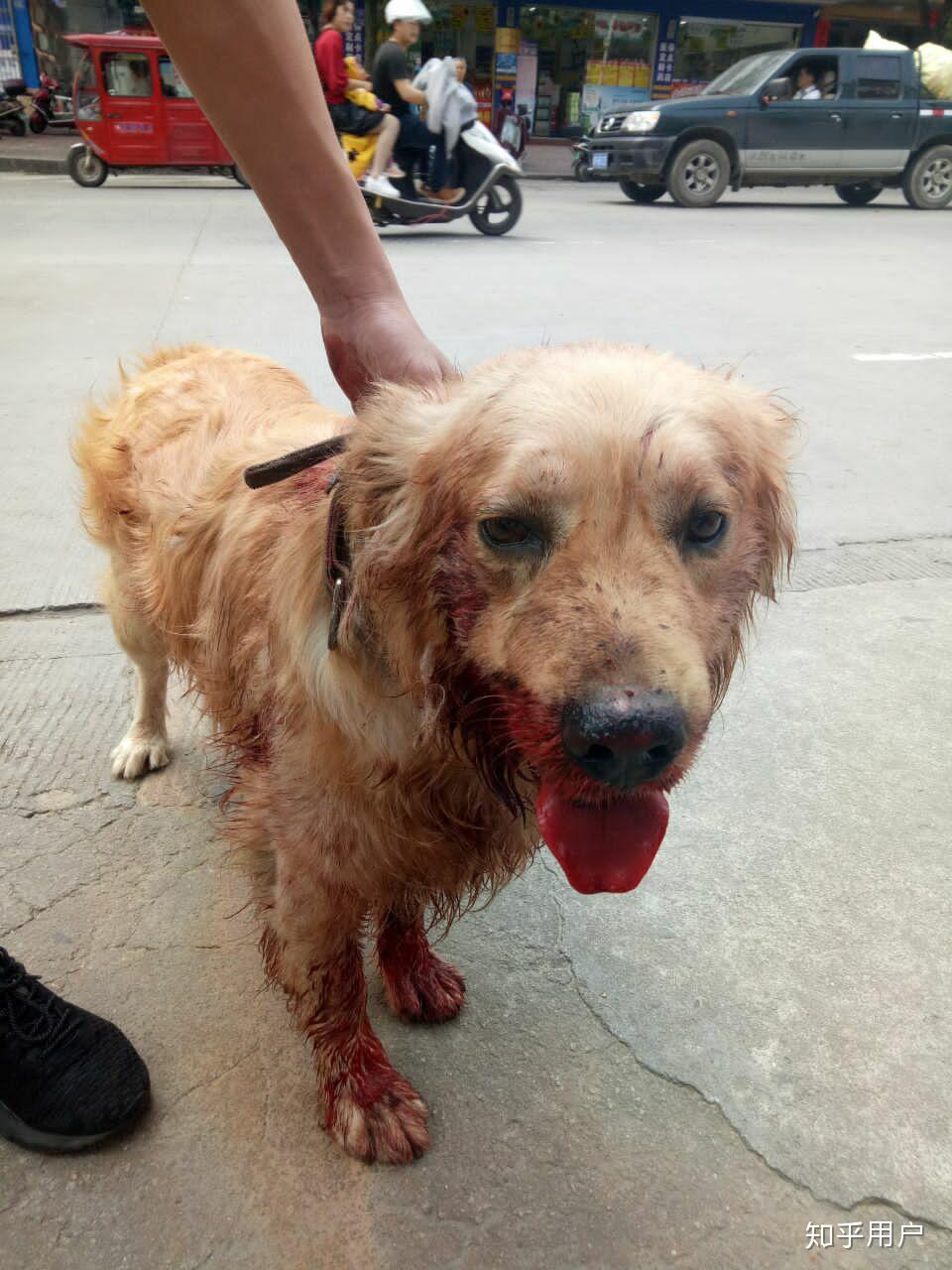 什么时候你真的很心疼一只狗?