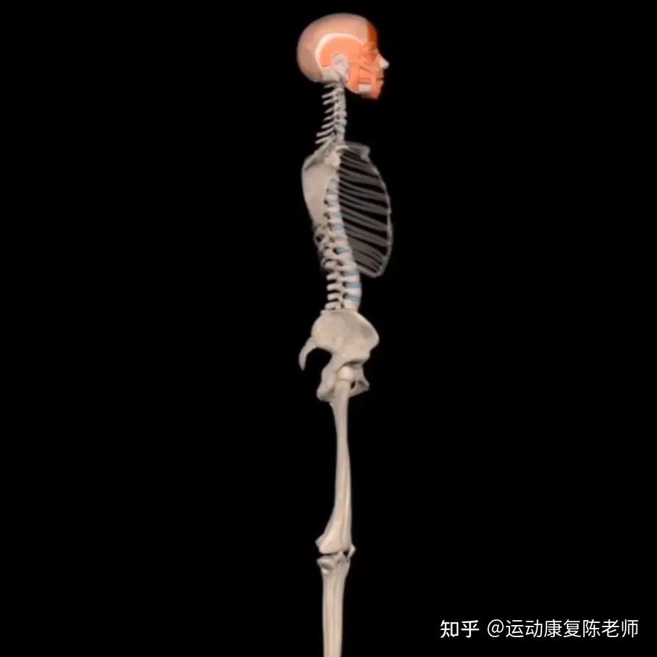 突然背挺直就痛,驼背就不痛是什么情况? - 知乎