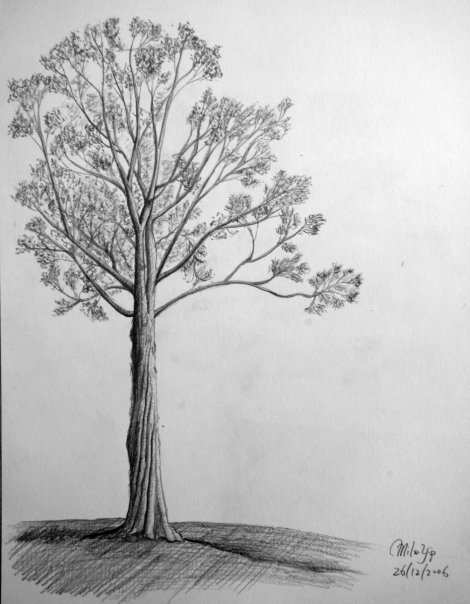 一开始是结构素描,只描绘物体的形状