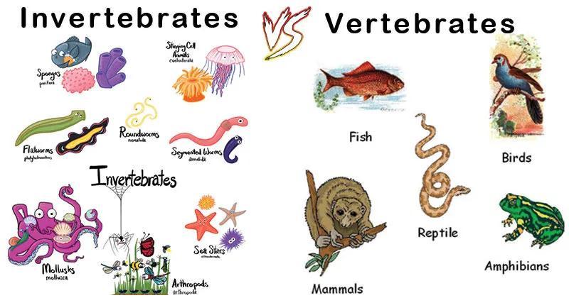 contention争议的骨头vertebrates—those animals with a backbone