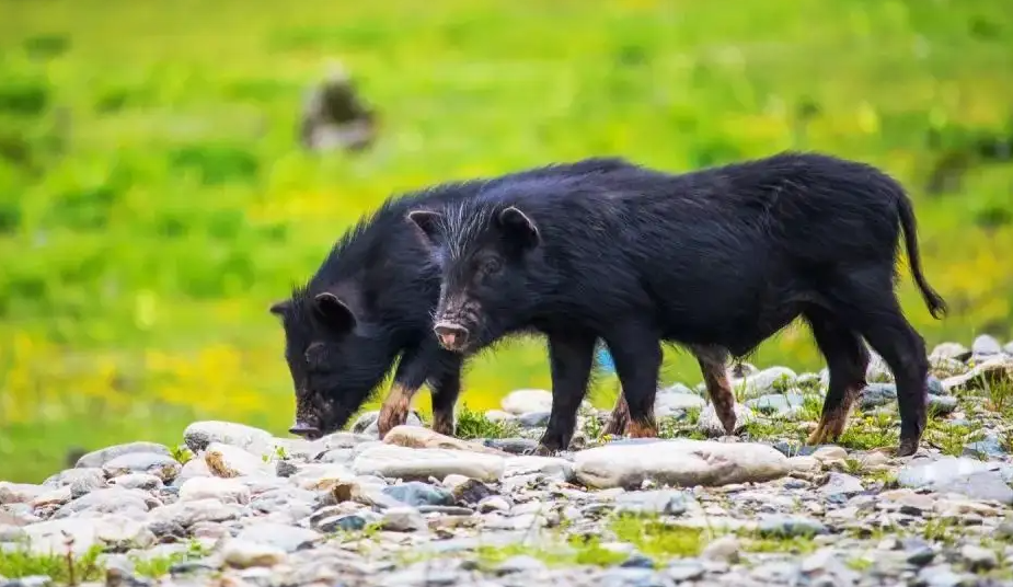 为何藏香猪能被称为"人参猪"