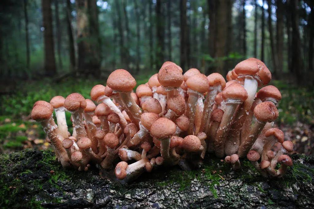小鸡炖蘑菇里的蘑菇是世界上最大的生物体?! - 知乎