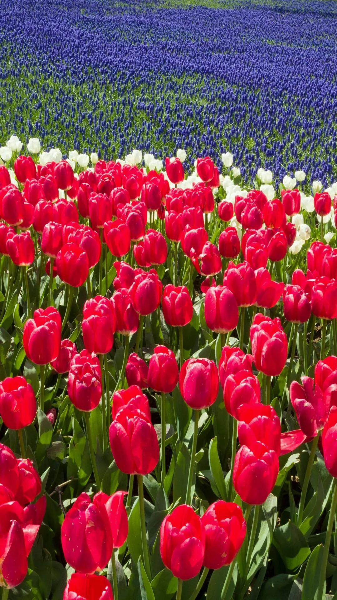 几何概型 会面问题中的概率 知乎